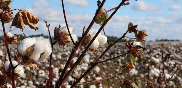 1 Million Milestone with the Global Better Cotton Initiative
