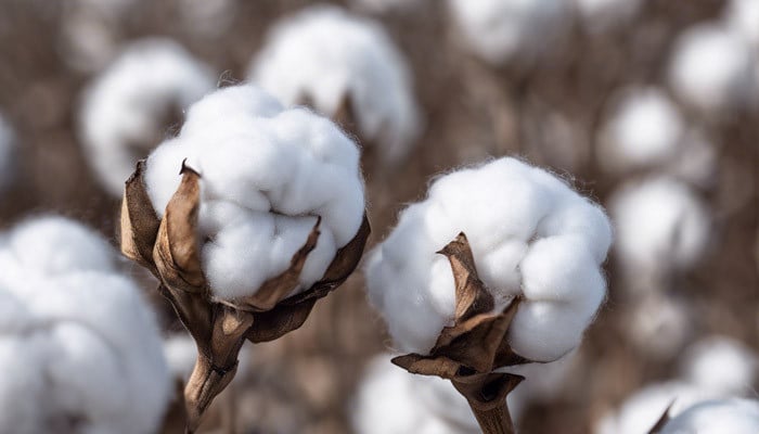 Open cotton bolls on the plant in a sunlit cotton field